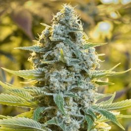 OG Kush Feminized Seeds