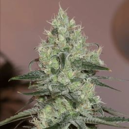 Original Amnesia Feminized Seeds – Iconic Haze Hybrid

