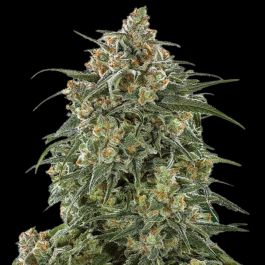 Sherbet 3n Triploid Cannabis Seeds
