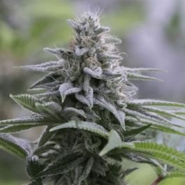 Zkittlez 2.0 Feminized Seeds by Silent Seeds – Premium cannabis genetics with bold fruity flavors.

