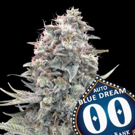 Auto Blue Dream Autoflowering Cannabis Seeds