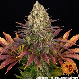 Barneys Farm Biscotti Feminized Seeds