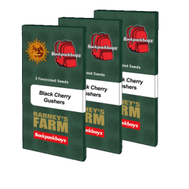 Black Cherry Gushers Feminized Cannabis Seeds