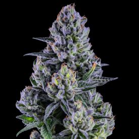 Blue Paya Cannabis Seeds