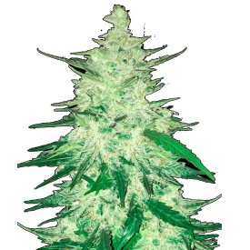 CBD Auto 1:1 (CBD Crack) Autoflowering Feminized Cannabis Seeds