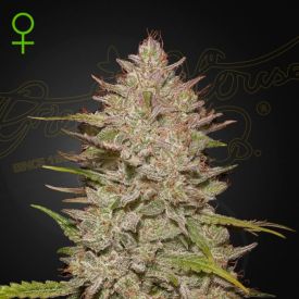 CHEMICAL CANDY Feminized Seeds