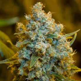 Critical Jack Feminized Seeds