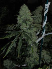 Deadhead OG Feminised Seeds