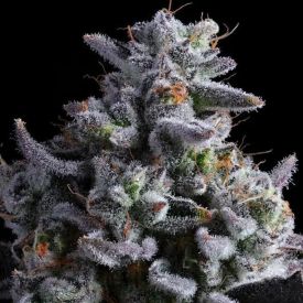 Elementz Feminized Cannabis Seeds