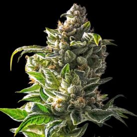 Empire Dragon Feminized