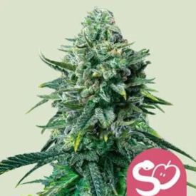 Forbidden Fruit Feminized Cannabis Seeds