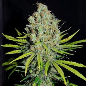 Grape Stomper Feminized