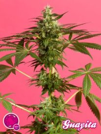 Guava Berry Kush Feminised Seeds