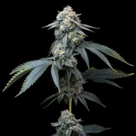 Jealousy Feminized – Barney’s Farm