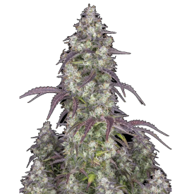 Lemon Pie Auto