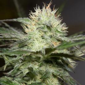  Lemon Sorbet Feminized Seeds