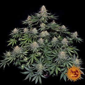 Lemon Drizzle Feminized Seeds