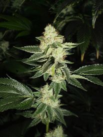 Louis XIII OG Feminised Seeds