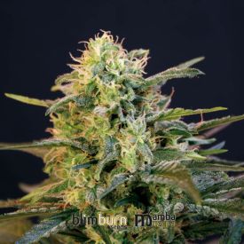 Mamba Negra Feminised Seeds