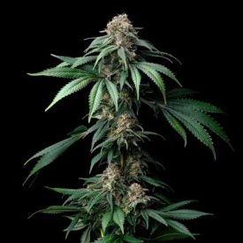 Mendo Breath Feminized