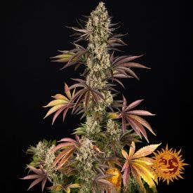 OG Kush Feminized Seeds