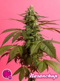 Orange Candy Feminised Seeds