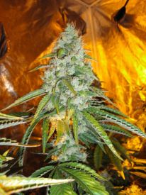 Original Sour Diesel Feminised Seeds