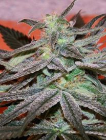 Panama D.C. Feminised Seeds