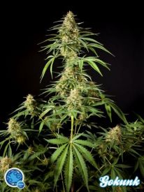 Philo Skunk Feminised Seeds