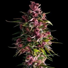 Pink Empire Feminized