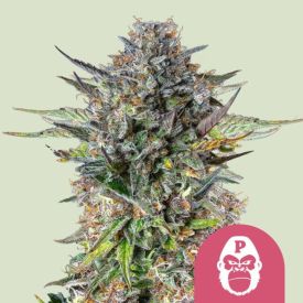 Pink Gorilla Feminized Cannabis Seeds