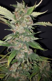 Purple Crack Feminised Seeds