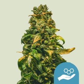 Solomatic CBD Feminized Cannabis Seeds