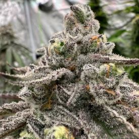 Sour Bremix 3n Triploid Cannabis Seeds