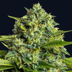 Sticky Boof Feminized Cannabis Seeds