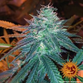 Triple Cheese Feminized Seeds