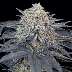 Watermelon Runtz Feminized