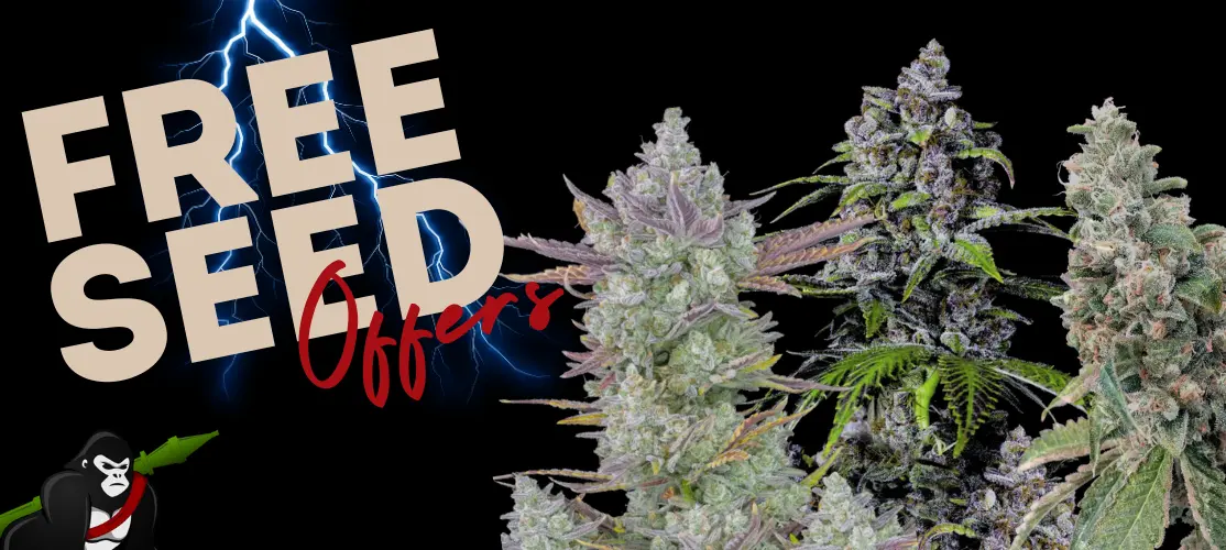 Exclusive free seed promotions on cannabis seeds.