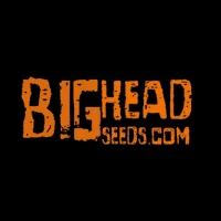 Big Head Seeds Cannabis Seeds