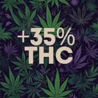 Over 35% THC Cannabis Seeds