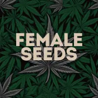 Feminized Cannabis Seeds