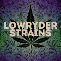 Lowryder Cannabis Seeds