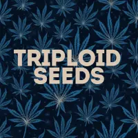 Triploid Cannabis Seeds