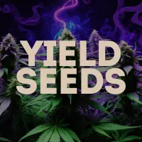 High Yield Cannabis Seeds